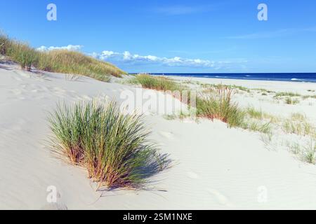 Marram grass / European beachgrass (Calamagrostis arenaria / Ammophila arenaria) in the dunes along the Baltic Sea in summer at Sandhammaren, Sweden Stock Photo