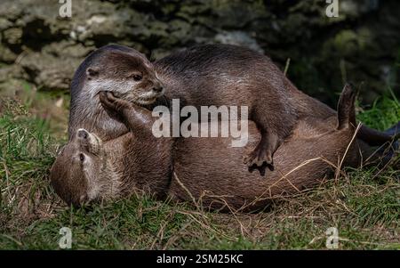 Asian Short Clawed Otter Stock Photo