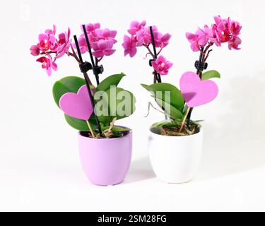 Pink small orchids and a pink decorative heart in a ceramic vessel Stock Photo
