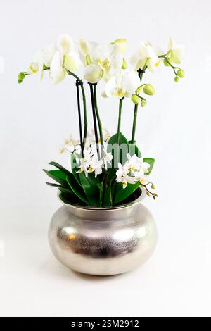 White orchids, high ones and small ones, in a silver vessel on a white background Stock Photo
