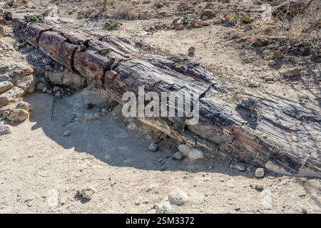 petrified tree-trunk in desert countryside at Petrified Forest site, shot in bright late spring light near Khorixas, Namibia, Africa Stock Photo