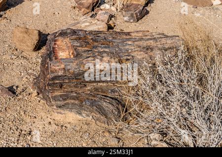 partially buried stump of petrified tree-trunk in desert countryside at Petrified Forest site, shot in bright late spring light near Khorixas, Namibia Stock Photo