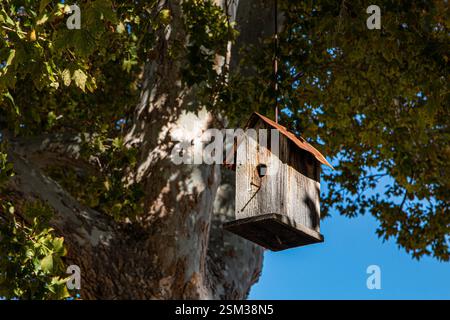 A wooden birdhouse hangs from a tall tree in spring, inviting birds to nest. Stock Photo