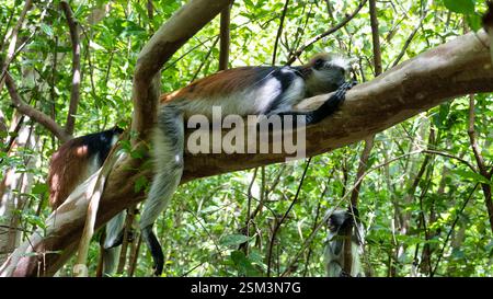 Colobus Monkeys are seen peacefully relaxing on a sturdy tree branch in a lush, vibrant forest Jozani Zanzibar Stock Photo
