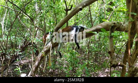Colobus Monkeys are seen relaxing peacefully on a branch in a lush, vibrant forest environment Zanzibar Jozani  Stock Photo