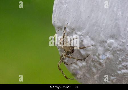 Close-up macro of a small hairy jumping spider clinging to a textured white surface against a green background. Stock Photo