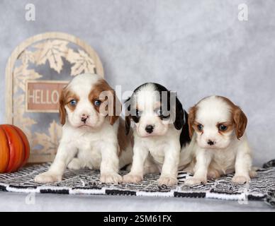 King Charles Cavalier Spaniel Puppies 3 Three Stock Photo