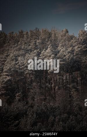 A dense pine forest covered in a subtle frost, bathed in moody winter light. The rich textures and deep shadows create a cinematic and mysterious Stock Photo