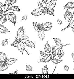 Basil leaves. Seamless vector pattern. Graphic. Leaf vegetable healthy food. Greenery. Hand drawn sketch isolated on white. For design, packaging Stock Vector