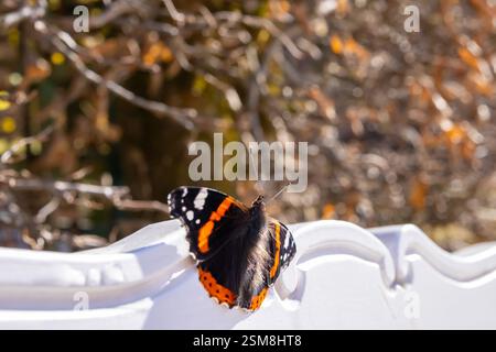 medium sized butterly The red admiral (Vanessa atalanta) with black wings, orange bands, and white spots sitting on white background. Stock Photo