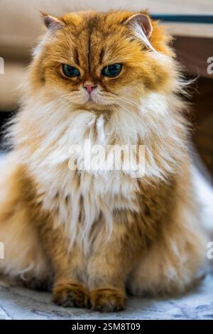 Elegant NY11 Female British Longhair Cat with Luxurious Golden Fur and Expressive Green Eyes in a Close-Up Portrait Stock Photo