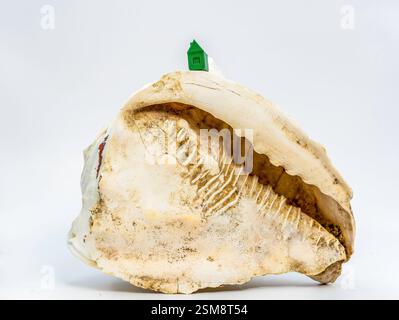 A Green House Perched Atop a Weathered Seashell Against a White Background, Symbolizing Harmony Between Nature and Shelter Stock Photo