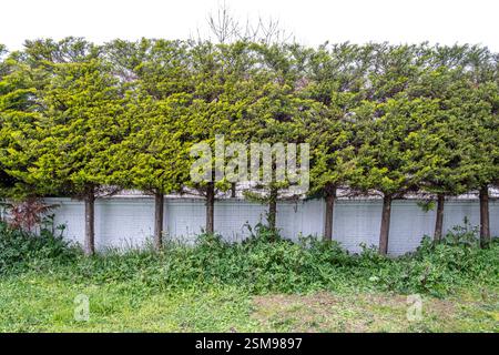 A row of hedges with green leaves and brown tips. The hedges are trimmed and well-maintained Stock Photo