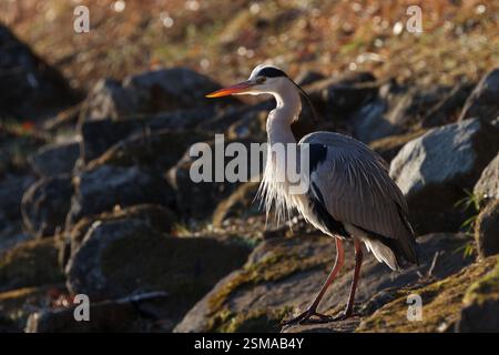 A grey heron (Ardea cinerea)  in a park in Kanagawa, Japan. Stock Photo