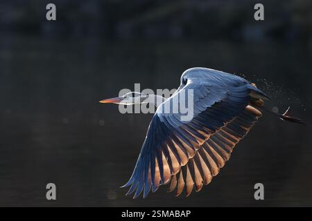 A grey heron (Ardea cinerea)  in flight in a park in Kanagawa, Japan. Stock Photo