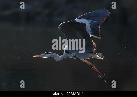 A grey heron (Ardea cinerea)  in flight in a park in Kanagawa, Japan. Stock Photo