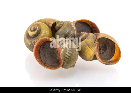 snail isolated on white background Stock Photo