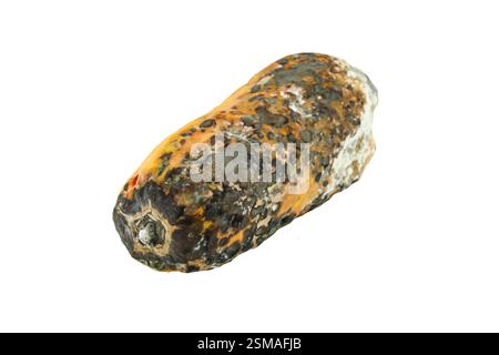 rotten papaya isolate on white background Stock Photo