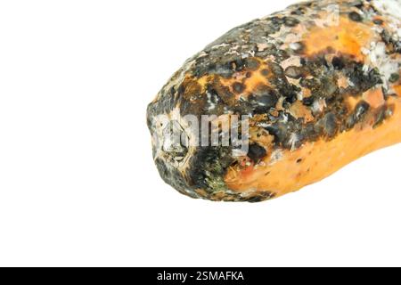 rotten papaya isolate on white background Stock Photo