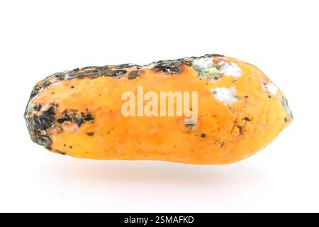 rotten papaya isolate on white background Stock Photo