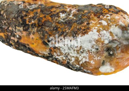 rotten papaya isolate on white background Stock Photo