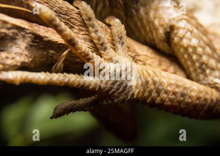 Lizard on a wooden leg Stock Photo