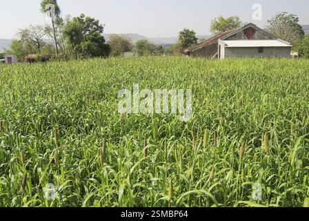Pearl millet pennisetum glaucum field in Dimba village, District Pune ...