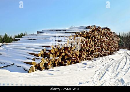 A stack of timber in the winter on a background of trees, green pine trees and blue sky on a sunny day Stock Photo