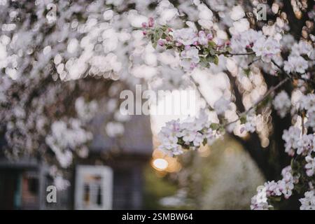 Blossoms on a tree with soft sunlight filtering through in a tranquil setting Stock Photo
