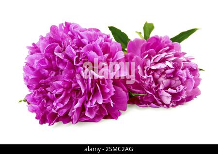 Two bright pink peonies with green leaf isolated on white background Stock Photo