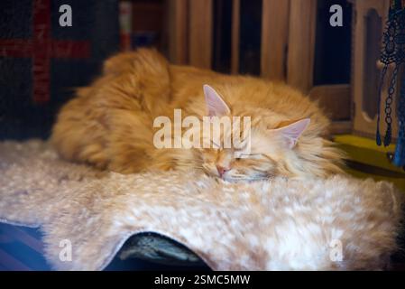 Rare beautiful fluffy ginger tabby female long haired Stock Photo