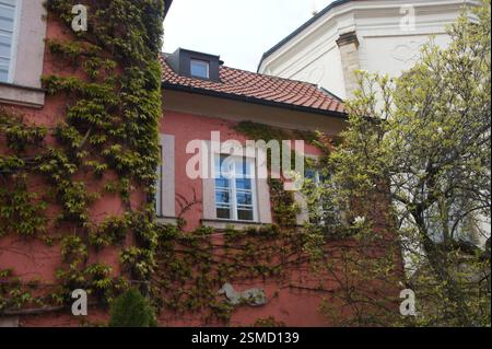 Red plaster wall covered in green ivy. White-framed windows with blue shutters. Stone sculpture of a gargoyle. Architectural detail of Prague. This is Stock Photo