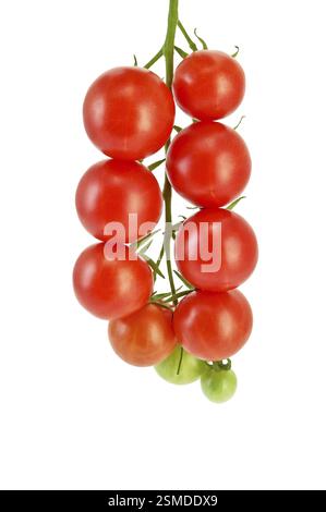 A cluster of small red tomatoes on a branch isolated on white background Stock Photo