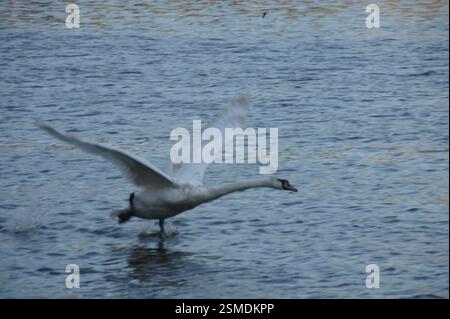 Swan takes off from water, flapping wings and splashing water. Symbol of freedom and grace. Possible metaphor for overcoming obstacles and achieving g Stock Photo