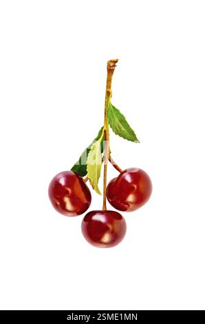 Sprig with three cherries and green leaves isolated on white background Stock Photo