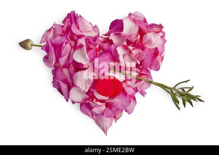 The heart of the pink petals of Pelargonium, rubbed through by an arrow from a red flower with drops of blood from the petals isolated on white backgr Stock Photo