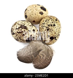 Three quail eggs spotted, two feathers isolated on white background Stock Photo
