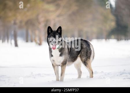 Husky dog in the snow. Siberian husky with blue eyes in winter park. Dog playing outside in the winter, happy snow loving. Stock Photo