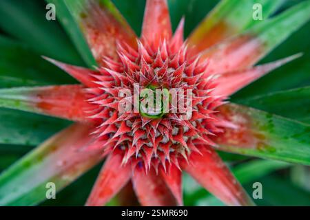 A detailed close-up showcasing the intricate texture of an unripe pineapple, highlighting its vibrant red patterns and natural geometry. Stock Photo
