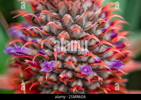 A detailed close-up showcasing the intricate texture of an unripe pineapple, highlighting its vibrant red patterns and natural geometry. Stock Photo
