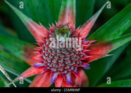 A detailed close-up showcasing the intricate texture of an unripe pineapple, highlighting its vibrant red patterns and natural geometry. Stock Photo