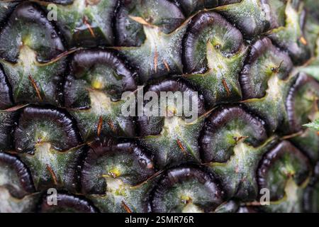 A detailed close-up showcasing the intricate texture of an unripe pineapple, highlighting its vibrant green patterns and natural geometry. Stock Photo