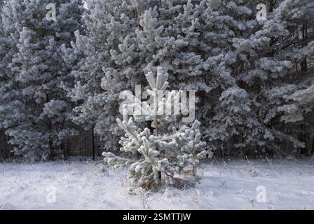 A small snow-covered pine tree in front of a pine forest wall Stock Photo
