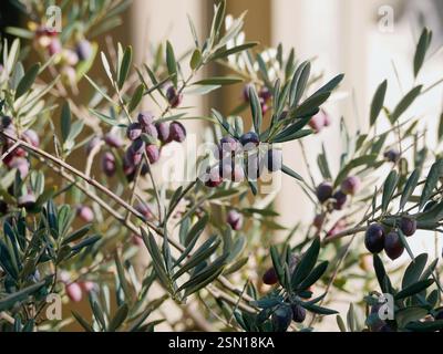 Close up of olive tree growing in Saint Catherine's Monastery in