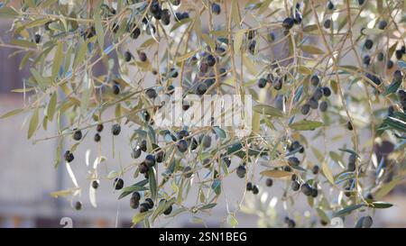 Ripe olives growing on an olive tree in Tuscany. Stock Photo
