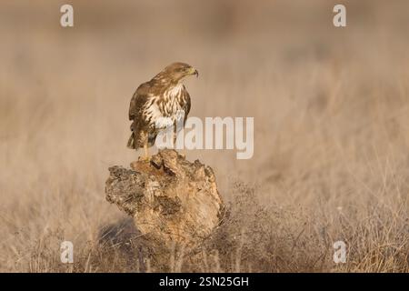 Common Buzzard perched in Spain Stock Photo