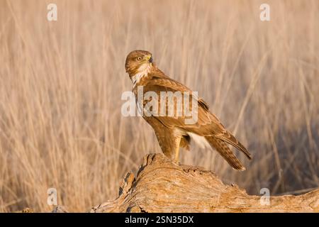 Common Buzzard perched in Spain Stock Photo
