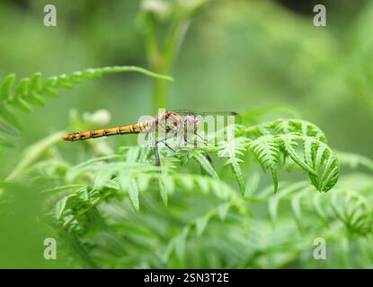 The Common Darter Dragonfly (Sympetrum striolatum) resting on the bracken. Stock Photo