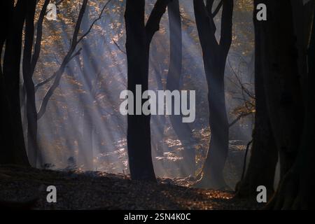 Dark tree trunks with rays of sunlight shining through dense foliage in beech forest Stock Photo
