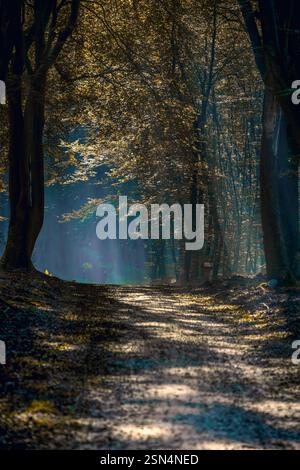 Magical and moody atmosphere, view between tree trunks with rays through sun and mist Stock Photo